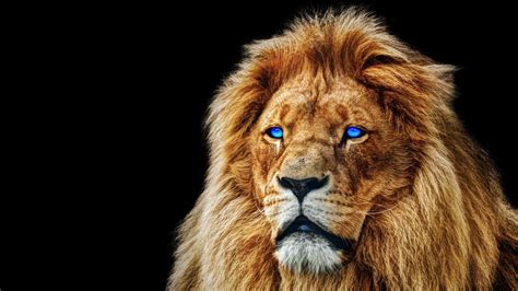 Blue Lion Wallpaper : Blue Lion Wallpapers | goawall