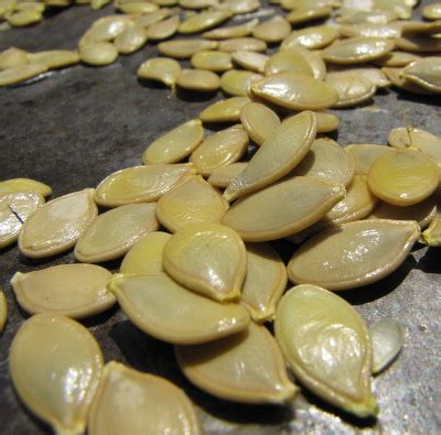 How to save summer squash seeds