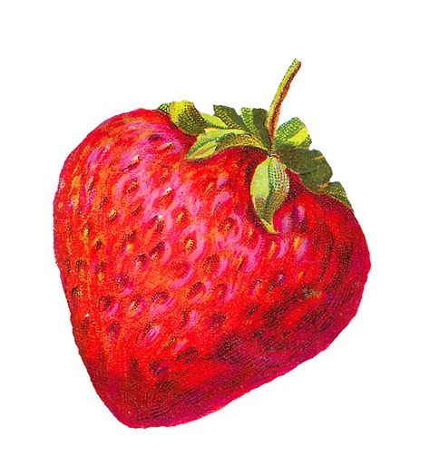 Antique Images: Digital Strawberry Clip Art Berry Fruit Illustration ...