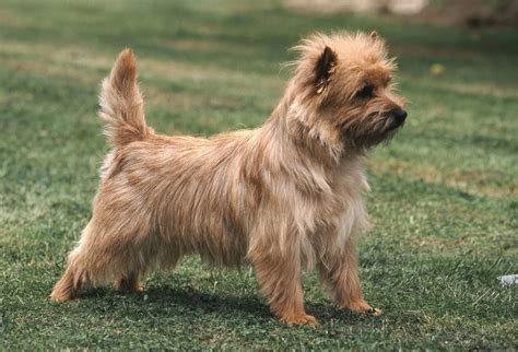 10 Best and Popular Cairn Terrier Mix Breeds 2023 - Canine HQ