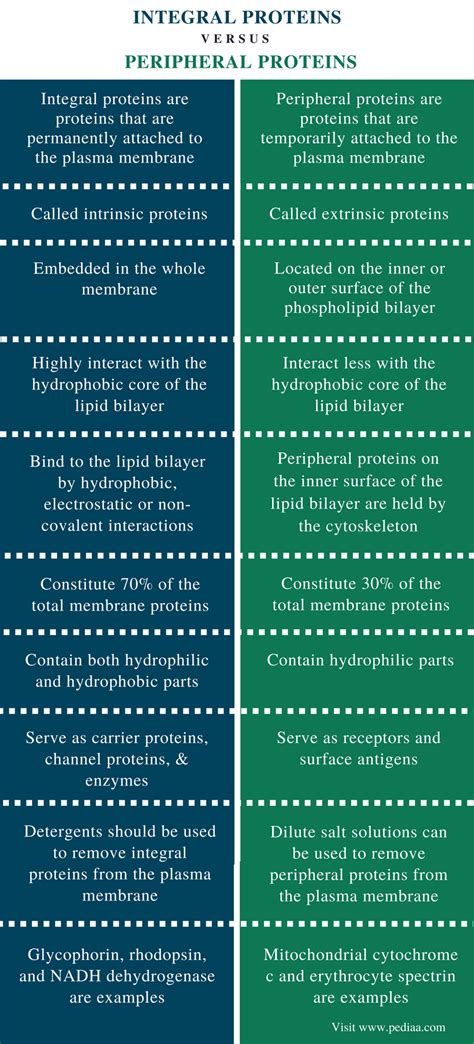 Difference Between Integral and Peripheral Proteins | Definition ...