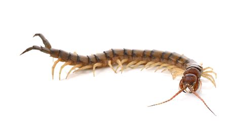 Myriapods: The Many-Legged Arthropods