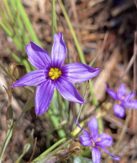 5 California Native Flower Favorites — The Flower Remedy