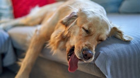 Why Do Dogs Sleep With Their Tongues Out? (Is It Safe)