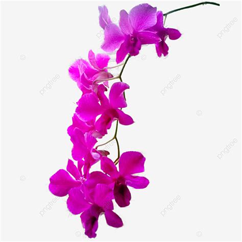 Pink Orchid PNG Image, Pink Orchid Flowers, Orchid, Flowers, Flower PNG Image For Free Download