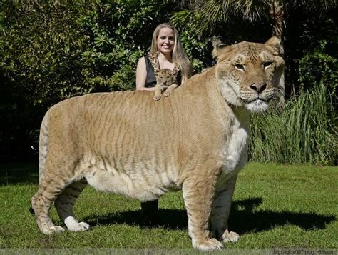 Biologia-Vida: Ligre: o gigante híbrido de tigre e leão / Liger: the ...