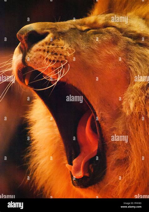 Roaring lion portrait hi-res stock photography and images - Alamy