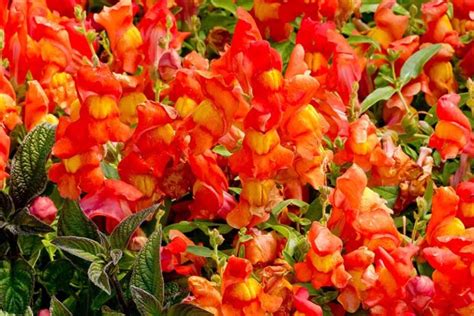 23 of the Best Snapdragon Varieties to Grow at Home