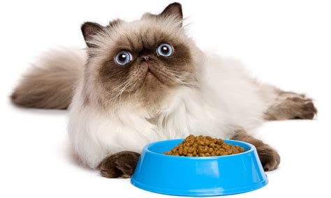 Persian Cat Food - The Best Way To Feed Your Flat Faced Kitty