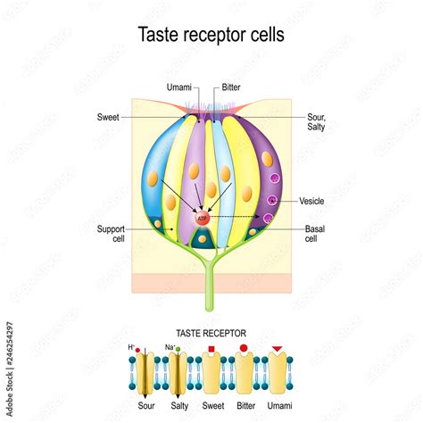 Taste bud with receptor cells. Types of Taste receptors. Cell membrane ...