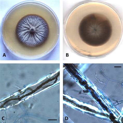 Sciency Thoughts: Seven new species of Marine Fungi from the Mediterranean.