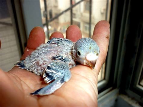 Baby Parakeet Free Stock Photo - Public Domain Pictures