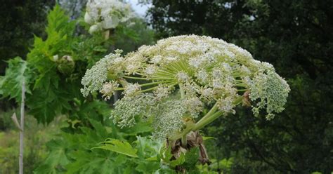 Warning to dog owners over toxic giant hogweed - signs and symptoms - Wales Online