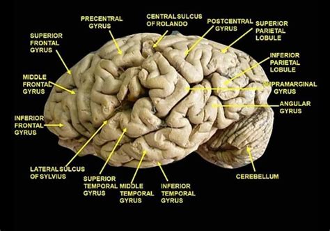 Brain Gyrus (Cerebral cortex) and Sulcus (Neuroanatomy) | Brain Anatomy