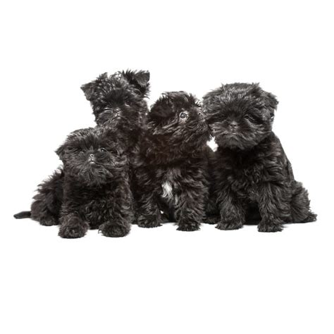 Affenpinscher Puppy Photos - Puptrait | Studio Pet + Portrait Photographer