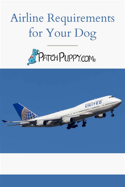 Airline requirements for your dog - PatchPuppy.com in 2021 | Airline ...