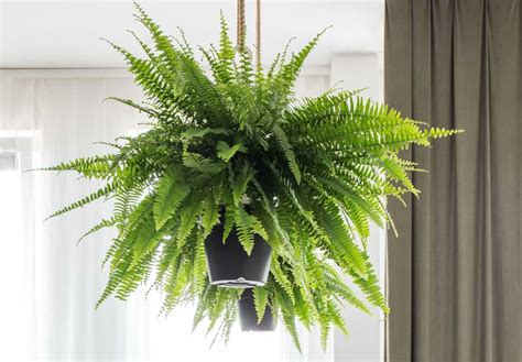 The Ultimate Guide to Indoor Fern Varieties | Houseplant Resource Center