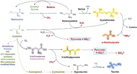 The metabolism of amino acids containing sulfur. | Download Scientific ...