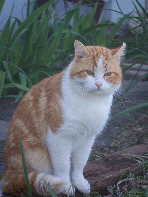 Lady Rooster's Nest: Barn Cats and Other Animals on the Farm