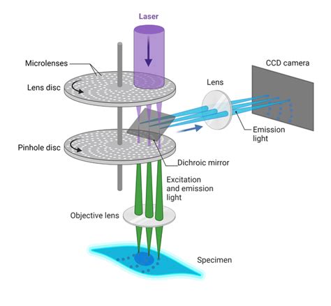 Confocal Microscopy | AAT Bioquest