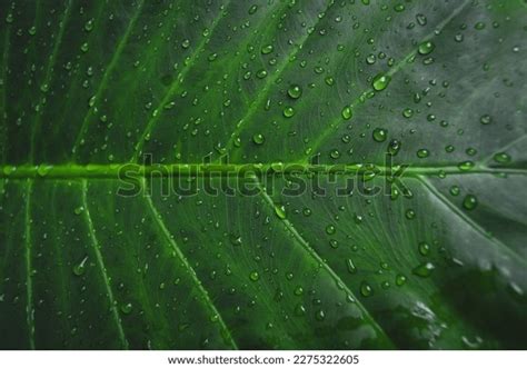 10,463 Dark Green Leaves Water Droplets Images, Stock Photos, 3D ...