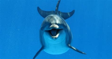 10 Facts About NASA's Failed Dolphin Communication Project - Listverse