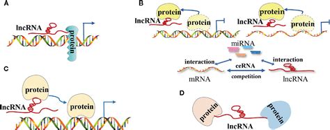 Frontiers | Long Non-Coding RNAs: The Regulatory Mechanisms, Research Strategies, and Future ...