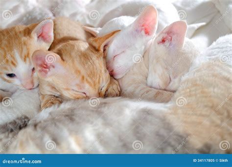 Baby Kittens Sleeping with Their Mother Stock Image - Image of infant, mother: 34117805