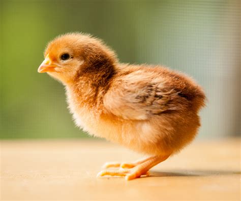 Six Milestones of Chicken Growth Stages - Crockett Farm & Fuel