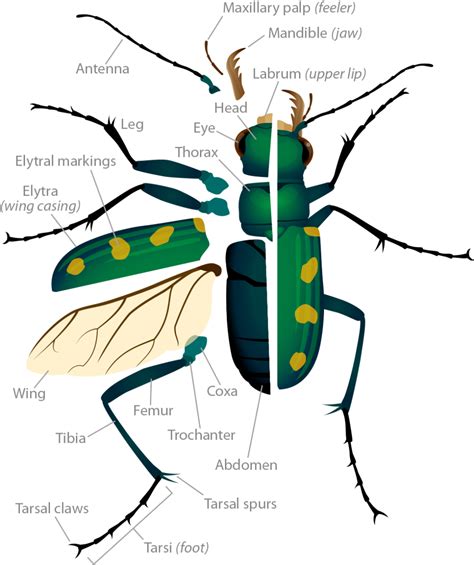 Beetle Anatomy Diagram