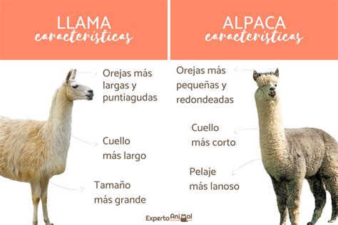 Diferencia Entre Llama Y Alpaca | My XXX Hot Girl