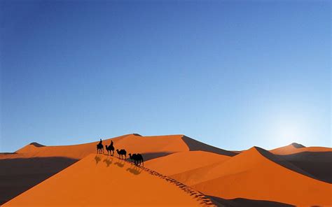 HD wallpaper: litter of camel in the middle of desert, algeria, sahara, camels | Wallpaper Flare