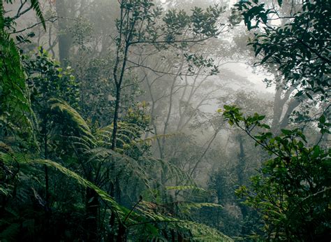 File:Borneo rainforest.jpg - Wikimedia Commons