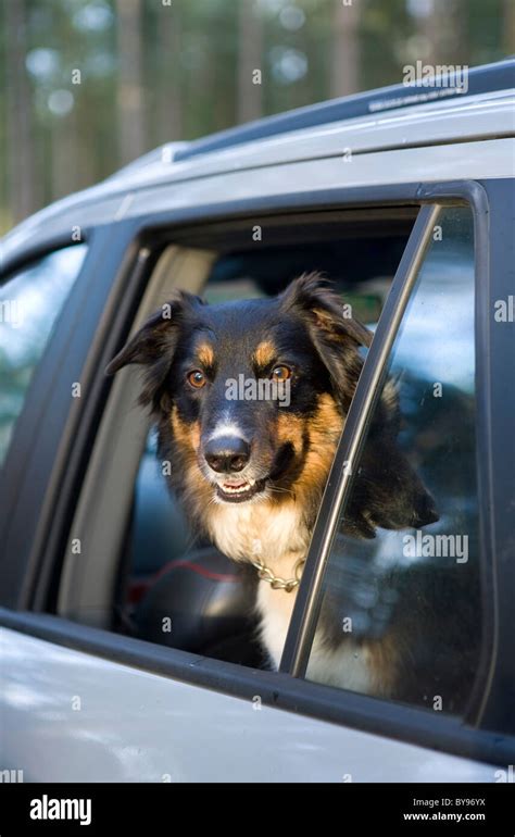 Border Collie looking out of car window Single adult male New forest ...