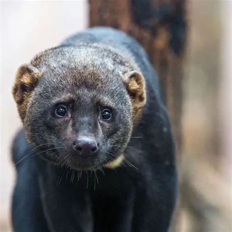 Tayra - Facts, Diet, Habitat & Pictures on Animalia.bio