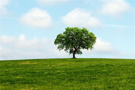 Tree In The Landscape Free Stock Photo - Public Domain Pictures