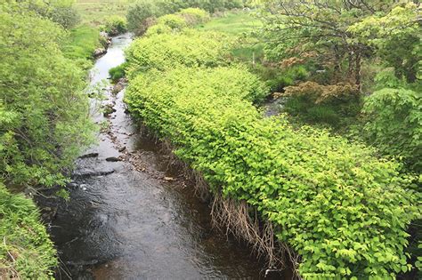 Invasive Japanese knotweed growing at 60 locations in Laois - Laois Today