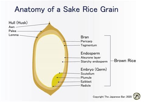 Anatomy of a Sake Rice Grain - The Japanese Bar