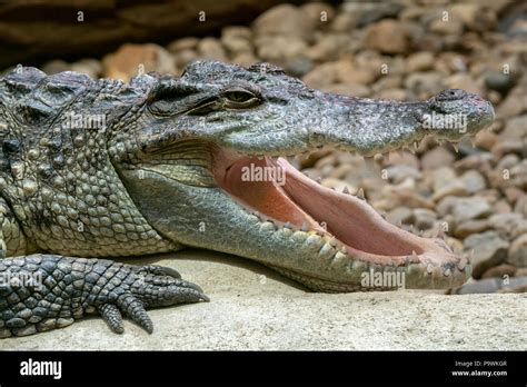 Siamese crocodile with open mouth (Crocodylus siamensis). Big mouth ...