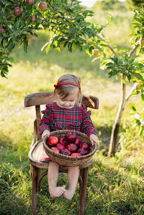 Child picking apples on farm in autumn Little girl playing - stock photo 1220611 | Crushpixel