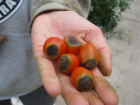 The Greenhouse Project: Harvesting Grape Tomatoes