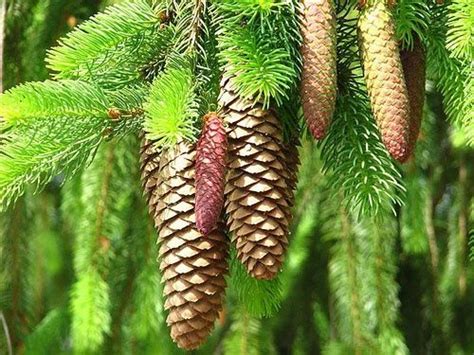 Maine White Pine Cone and Tassel the State Flower | White pine cone, Beautiful blooms, Flowers