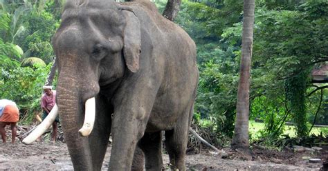 ebharat darshan: ANAKOTTA - GURUVAYOOR ELEPHANT SANCTUARY