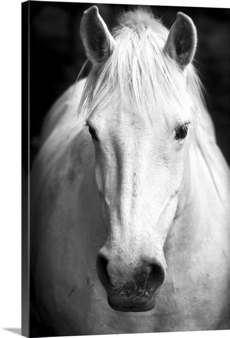 Pet Portraits Horse Print Office Wall Art Home Wall Art Black and White Photo Print Pet Supplies ...