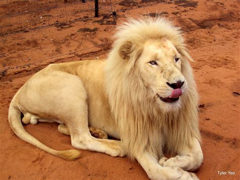 White Lion | A fully grown white lion licking his chops. | Tyler Yeo | Flickr