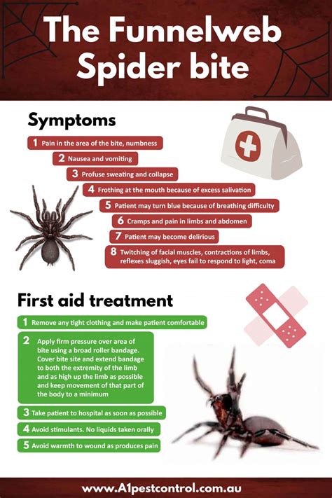 Spider Control Sydney- Bites & Symptoms - How to Identify