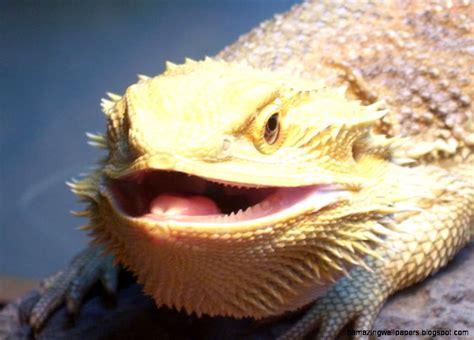 Smiling Bearded Dragon | Amazing Wallpapers