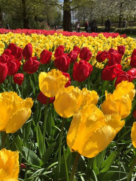 Colorful Tulips at Keukenhof Park, Stock Image - Image of keukenhof ...