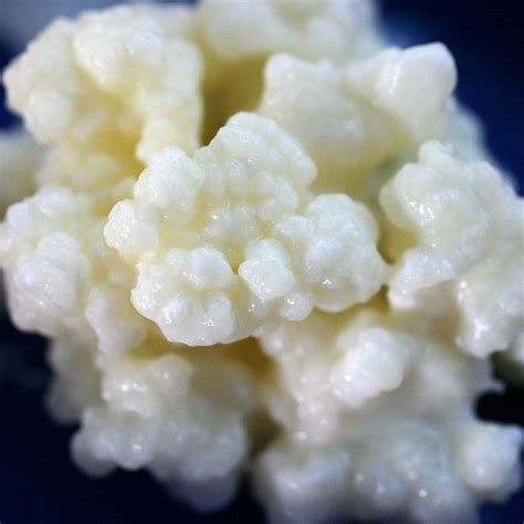 Where To Buy Kefir Grains • The Healthy Eating Site