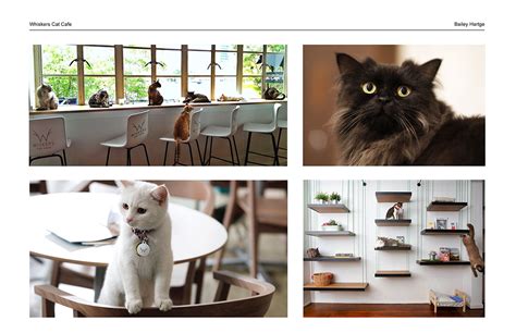 Whiskers Cat Cafe Branding on Behance